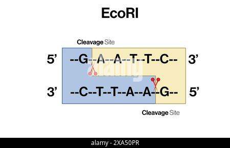 Illustrazione vettoriale dettagliata dell'azione enzimatica di restrizione EcoR1 sulla sequenza del DNA per la biologia molecolare e l'ingegneria genetica su sfondo bianco. Illustrazione Vettoriale