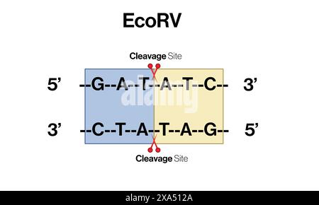 Illustrazione vettoriale dettagliata dell'azione degli enzimi di restrizione EcoRV sulla sequenza del DNA per la biologia molecolare e l'ingegneria genetica su sfondo bianco. Illustrazione Vettoriale