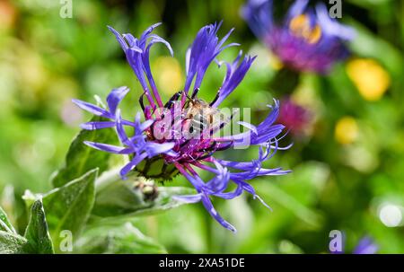 Un'ape che raccoglie polline da un fiordaliso blu (Centaurea cyanus) in giardino Foto Stock