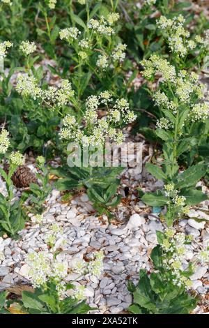 Pfeilkresse, Gewöhnliche Pfeilkresse, Pfeil-Kresse, Herzkresse, Türkische Kresse, Lepidium draba, Cardaria draba, Hoary Cress, Whitetop, Thanet Cress, Foto Stock