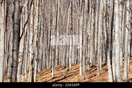 I tronchi di faggio nella foresta senza foglie. Foto Stock