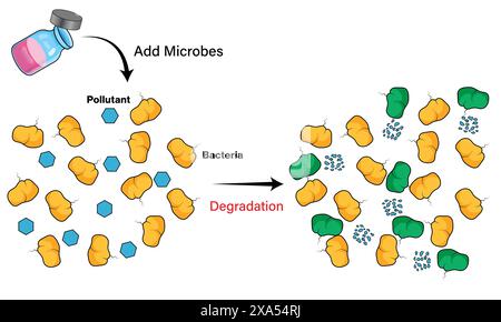 Illustrazione vettoriale dettagliata della tecnica di biopotenziamento per l'educazione alla biotecnologia ambientale e all'ecologia microbica su sfondo bianco. Illustrazione Vettoriale