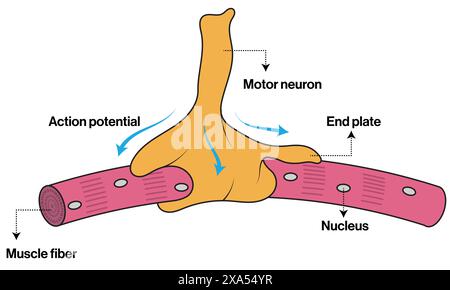 Illustrazione vettoriale dettagliata della giunzione neuromuscolare per la formazione in neuroscienze, anatomia e fisiologia su sfondo bianco. Illustrazione Vettoriale