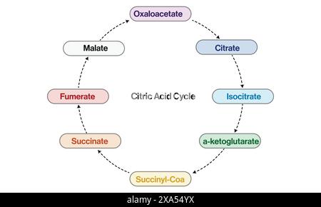 Illustrazione vettoriale del diagramma di flusso circolare del ciclo di acido citrico per biochimica, biologia cellulare e percorsi metabolici su sfondo bianco. Illustrazione Vettoriale