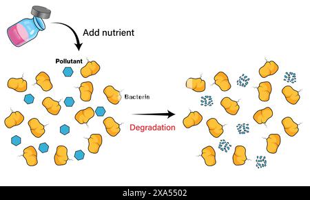 Illustrazione vettoriale dettagliata della tecnica di biostimolazione per l'educazione alla bioremediazione ambientale e all'ecologia microbica su sfondo bianco. Illustrazione Vettoriale