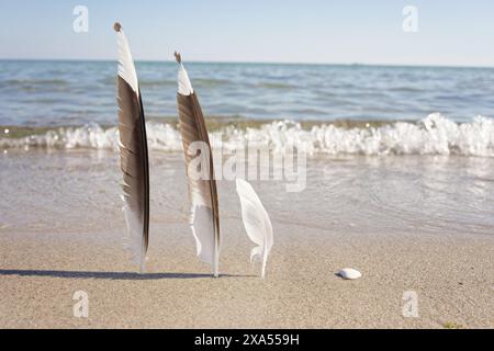 Una vista panoramica delle piume sulla spiaggia meridionale, sull'isola di Fehmarn, sul Mar Baltico, in Germania Foto Stock