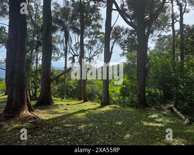 La luce del sole filtra tra gli alberi in un lussureggiante campo di erba e cespugli Foto Stock