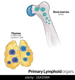 Illustrazione vettoriale dettagliata degli organi linfoidi primari, midollo osseo e timo, che mostra la generazione di cellule immunitarie per l'immunologia e la biologia educazione o.. Illustrazione Vettoriale