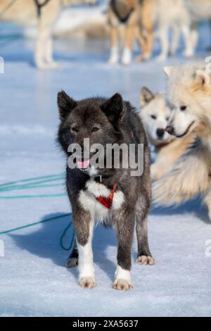 Groenlandia sudorientale, comune di Sermersooq, regione di Ammassalik, Tasiilaq. Tradizionale cane da slitta groenlandese. Foto Stock