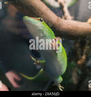 Una lucertola verde appollaiata su un ramo con fogliame sullo sfondo Foto Stock