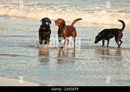 Paesaggi e Seascape e animali aggiungono varietà alle immagini Foto Stock