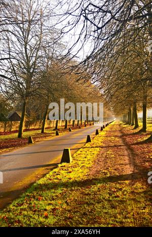 Il vialetto alberato a Littlecote House, Wiltshire, visto sotto il sole autunnale. Foto Stock