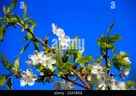 Albero con fiori bianchi sullo sfondo del cielo Foto Stock