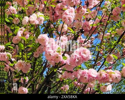 Splendidi fiori di ciliegio rosa che fioriscono su un ramo d'albero Foto Stock