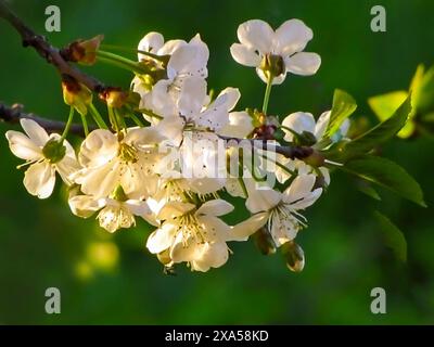 Primo piano di un ramo d'albero in fiore Foto Stock