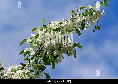 L'albero dai fiori bianchi sullo sfondo del cielo Foto Stock