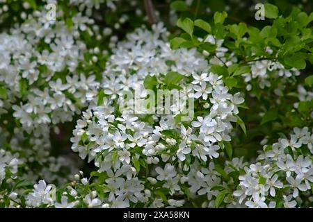 Gruppo di piccoli fiori bianchi che fioriscono in un cespuglio Foto Stock