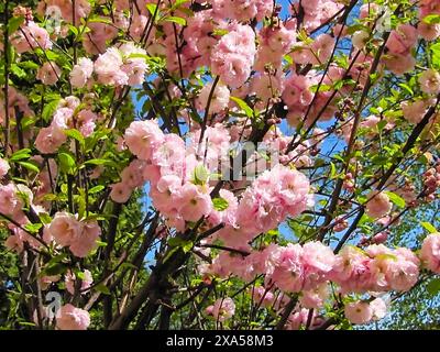 Fiori rosa sull'albero su sfondo blu del cielo Foto Stock