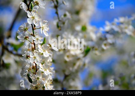 Un gruppo di fiori bianchi che fioriscono su un ramo contro un cielo azzurro Foto Stock