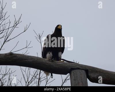 Un grande uccello nero appollaiato su un palo di legno Foto Stock