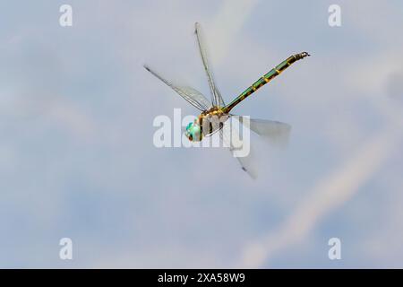 Primo piano di una Tau Emerald Dragonfly. Foto Stock