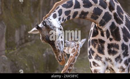 La madre e la neonata giraffa di Rothschild Gaiazoo nei Paesi Bassi Foto Stock