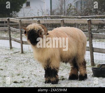 Una pecora noce vallese in piedi sulla neve accanto a una recinzione Foto Stock