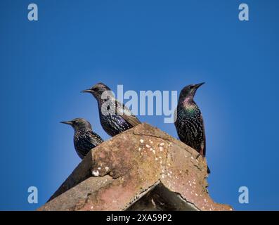 Gli storni comuni (Sturnus vulgaris) su una roccia contro un cielo blu Foto Stock