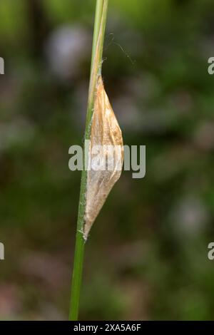 15.05.2024 / Sachsen Anhalt Sachsen-Anhalt Halle Schmetterling Schmetterlinge falter Biodiversität Insekt Insekten Nachtfalter Macroaufnahme Makroaufnahme Macrofoto Makrofoto Kokoon Puppe Exivie Zygaena filipendulae Sechsfleck-Widderchen, auch Blutströpfchen, Erdeichel-Widderchen oder Gewöhnliches Widderchen *** 15 05 2024 Sassonia Anhalt Sassonia Anhalt Halle Butterfly Moths Biodiversity insetti Moths Macro foto Macro foto Macro foto Macro foto Macro foto Kokoon Pupa Exive Zygaena filipendulae ariete a sei macchie, noto anche come goccioline di sangue o ariete comune Foto Stock