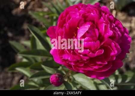 Vista dall'alto ravvicinata di un fiore di peonia rosso viola con bocciolo su sfondo verde sfocato e marrone terra Foto Stock