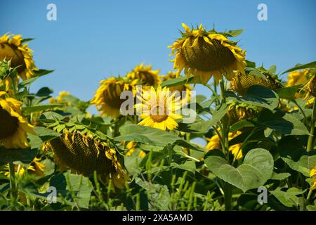 Primo piano di girasole non maturo sullo sfondo di un cielo azzurro chiaro. Coltivazione della coltura agricola del burro. Foto orizzontale. Copia spazio. Foto Stock