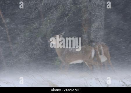 Cervo dalla coda bianca (Odocoileus virginianus). Tempesta di neve all'inizio di novembre nell'Acadia National Park, Maine, Stati Uniti. Foto Stock