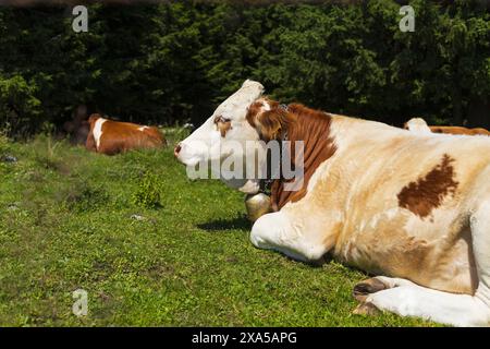 Foto di una mucca bianca e marrone sul prato verde delle montagne alpine vicino a Graz, Austria Foto Stock