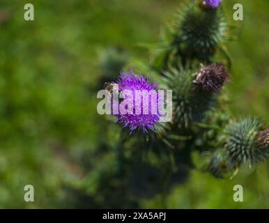 Foto ravvicinata di uno scarabeo verde a forma di rosa seduto sul fiore viola di un burdock nelle montagne alpine Foto Stock