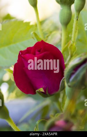 Foto ravvicinata di un bocciolo di rosa rossa su uno sfondo verde sfocato Foto Stock