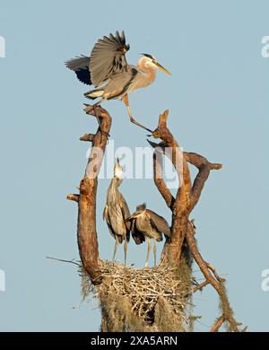 Grande Heron blu (Ardea herodias) nido. Fine marzo nel Myakka River State Park, Florida, Stati Uniti. Foto Stock