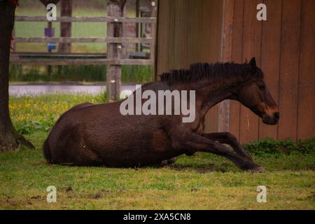 Cavallo purosangue che si rilassa in un paddock Foto Stock