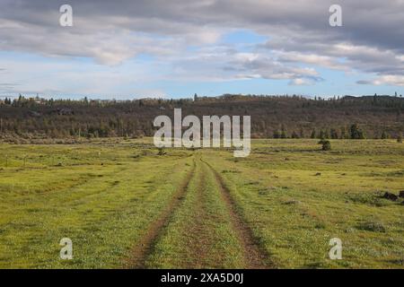 Una vista panoramica di una strada sterrata attraverso un campo erboso Foto Stock