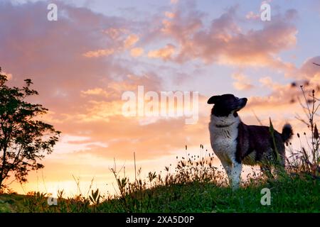 Un collie di confine su un prato verde al tramonto Foto Stock