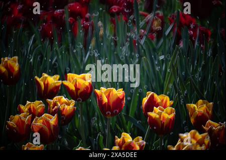 I tulipani gialli e rossi con gocce d'acqua sotto la pioggia Foto Stock