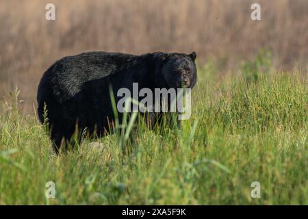 Un grande orso nero che passeggia attraverso l'erba alta sulle pianure Foto Stock