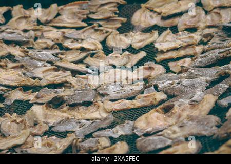 Pesce filato e salato montato su una rete di plastica lasciata asciugare al sole, mostrando la produzione del tradizionale pesce secco salato filippino chiamato Bulad Foto Stock