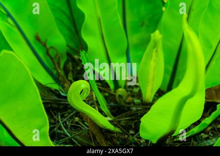 Baby Fern Sprout Cobra Bird Nest Fern in mezzo a una lussureggiante natura verde Foto Stock