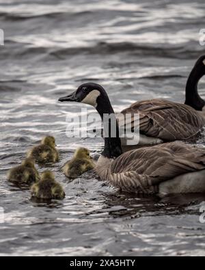 Alcune oche nuotano con i loro pulcini mentre la madre supervisiona dal basso Foto Stock