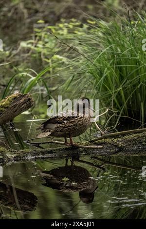 Un'anatra bruna seduta in acqua, circondata da vegetazione lussureggiante e alberi Foto Stock