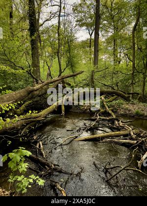 Un fiume che si snoda attraverso una fitta foresta con alberi caduti di fronte Foto Stock