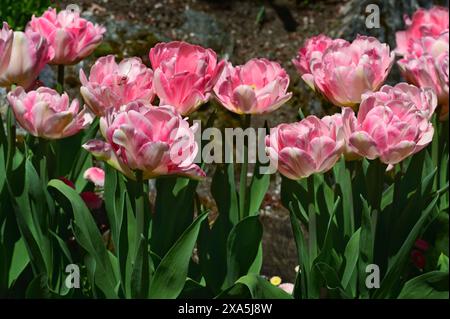 Una collezione di tulipani rosa con un vivace fogliame verde sui gambi Foto Stock