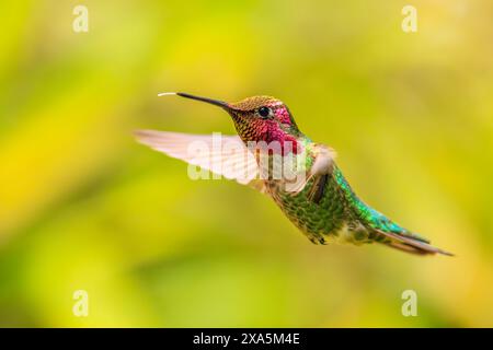 Primo piano di un colibrì di Anna (Calypte anna) che si libra a mezz'aria. Foto Stock