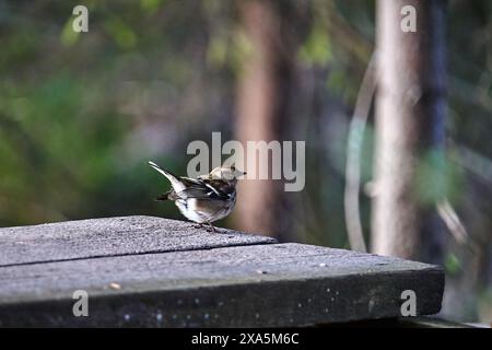 Un piccolo uccello arroccato sul bordo di un tetto di legno Foto Stock