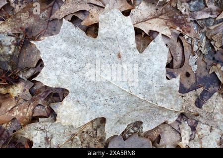 Primo piano di foglie cadute a terra in autunno. Foto Stock